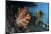 A Soft Coral Colony and Invertebrates in Raja Ampat, Indonesia-Stocktrek Images-Mounted Photographic Print