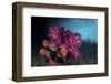 A Soft Coral Colony and Invertebrates in Raja Ampat, Indonesia-Stocktrek Images-Framed Photographic Print