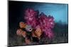 A Soft Coral Colony and Invertebrates in Raja Ampat, Indonesia-Stocktrek Images-Mounted Photographic Print