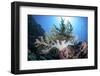 A Soft Coral Colony Grow on a Reef Near the Island of Sulawesi-Stocktrek Images-Framed Photographic Print