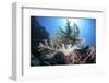 A Soft Coral Colony Grow on a Reef Near the Island of Sulawesi-Stocktrek Images-Framed Photographic Print