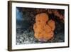 A Soft Coral Colony Grows in a Current-Swept Channel of Raja Ampat, Indonesia-Stocktrek Images-Framed Photographic Print