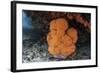A Soft Coral Colony Grows in a Current-Swept Channel of Raja Ampat, Indonesia-Stocktrek Images-Framed Photographic Print