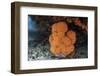 A Soft Coral Colony Grows in a Current-Swept Channel of Raja Ampat, Indonesia-Stocktrek Images-Framed Photographic Print