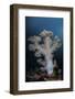 A Soft Coral Colony Grows on a Reef Slope in Indonesia-Stocktrek Images-Framed Photographic Print