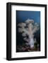 A Soft Coral Colony Grows on a Reef Slope in Indonesia-Stocktrek Images-Framed Photographic Print