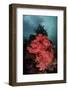 A Soft Coral Colony Grows on a Reef Slope in Indonesia-Stocktrek Images-Framed Photographic Print