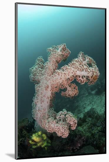 A Soft Coral Colony Grows on a Reef Slope in Indonesia-Stocktrek Images-Mounted Photographic Print
