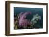 A Soft Coral Colony Grows on a Reef Slope in Indonesia-Stocktrek Images-Framed Photographic Print