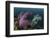 A Soft Coral Colony Grows on a Reef Slope in Indonesia-Stocktrek Images-Framed Photographic Print