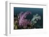 A Soft Coral Colony Grows on a Reef Slope in Indonesia-Stocktrek Images-Framed Photographic Print