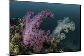 A Soft Coral Colony Grows on a Reef Slope in Indonesia-Stocktrek Images-Mounted Photographic Print