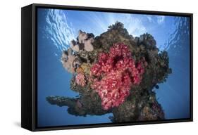 A Soft Coral Colony Grows on a Shipwreck Off the Island of Guadalcanal-Stocktrek Images-Framed Stretched Canvas