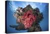 A Soft Coral Colony Grows on a Shipwreck Off the Island of Guadalcanal-Stocktrek Images-Stretched Canvas