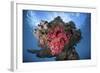 A Soft Coral Colony Grows on a Shipwreck Off the Island of Guadalcanal-Stocktrek Images-Framed Photographic Print