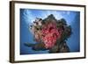 A Soft Coral Colony Grows on a Shipwreck Off the Island of Guadalcanal-Stocktrek Images-Framed Photographic Print