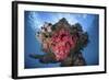 A Soft Coral Colony Grows on a Shipwreck Off the Island of Guadalcanal-Stocktrek Images-Framed Photographic Print