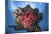 A Soft Coral Colony Grows on a Shipwreck Off the Island of Guadalcanal-Stocktrek Images-Mounted Photographic Print