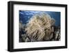 A Soft Coral Colony Near Alor, Indonesia-Stocktrek Images-Framed Photographic Print