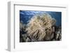 A Soft Coral Colony Near Alor, Indonesia-Stocktrek Images-Framed Photographic Print