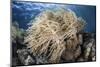 A Soft Coral Colony Near Alor, Indonesia-Stocktrek Images-Mounted Photographic Print