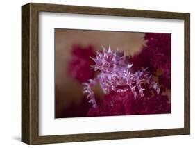 A Soft Coral Crab Blends into its Host Coral Colony-Stocktrek Images-Framed Photographic Print