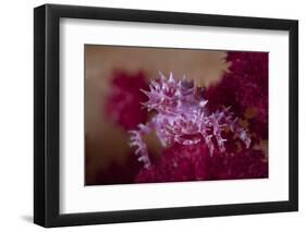 A Soft Coral Crab Blends into its Host Coral Colony-Stocktrek Images-Framed Photographic Print