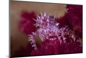 A Soft Coral Crab Blends into its Host Coral Colony-Stocktrek Images-Mounted Photographic Print