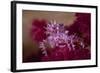 A Soft Coral Crab Blends into its Host Coral Colony-Stocktrek Images-Framed Photographic Print