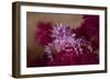 A Soft Coral Crab Blends into its Host Coral Colony-Stocktrek Images-Framed Photographic Print