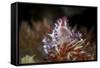 A Soft Coral Crab Clings to its Host Soft Coral on a Reef-Stocktrek Images-Framed Stretched Canvas