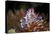 A Soft Coral Crab Clings to its Host Soft Coral on a Reef-Stocktrek Images-Stretched Canvas