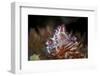 A Soft Coral Crab Clings to its Host Soft Coral on a Reef-Stocktrek Images-Framed Photographic Print