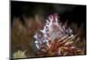 A Soft Coral Crab Clings to its Host Soft Coral on a Reef-Stocktrek Images-Mounted Photographic Print