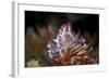 A Soft Coral Crab Clings to its Host Soft Coral on a Reef-Stocktrek Images-Framed Photographic Print