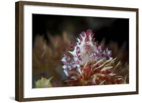 A Soft Coral Crab Clings to its Host Soft Coral on a Reef-Stocktrek Images-Framed Photographic Print