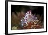 A Soft Coral Crab Clings to its Host Soft Coral on a Reef-Stocktrek Images-Framed Photographic Print