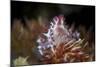 A Soft Coral Crab Clings to its Host Soft Coral on a Reef-Stocktrek Images-Mounted Photographic Print