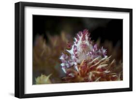 A Soft Coral Crab Clings to its Host Soft Coral on a Reef-Stocktrek Images-Framed Photographic Print