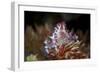 A Soft Coral Crab Clings to its Host Soft Coral on a Reef-Stocktrek Images-Framed Photographic Print