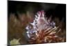 A Soft Coral Crab Clings to its Host Soft Coral on a Reef-Stocktrek Images-Mounted Photographic Print