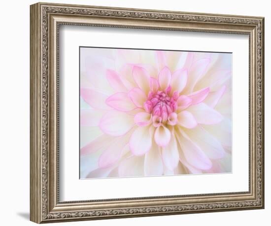 A soft touch of summer-Heidi Westum-Framed Photographic Print