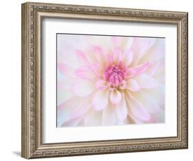 A soft touch of summer-Heidi Westum-Framed Photographic Print