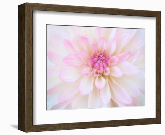 A soft touch of summer-Heidi Westum-Framed Photographic Print