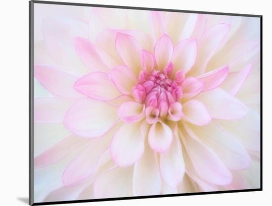 A soft touch of summer-Heidi Westum-Mounted Photographic Print