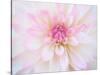 A soft touch of summer-Heidi Westum-Stretched Canvas