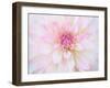 A soft touch of summer-Heidi Westum-Framed Photographic Print