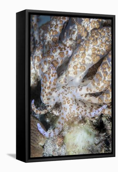 A Solar-Powered Nudibranch Crawls across the Seafloor-Stocktrek Images-Framed Stretched Canvas