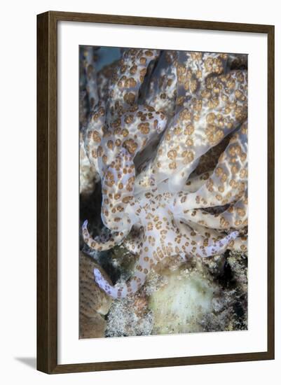 A Solar-Powered Nudibranch Crawls across the Seafloor-Stocktrek Images-Framed Photographic Print