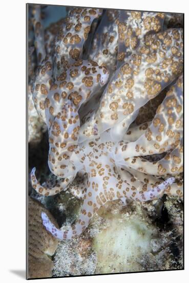 A Solar-Powered Nudibranch Crawls across the Seafloor-Stocktrek Images-Mounted Photographic Print